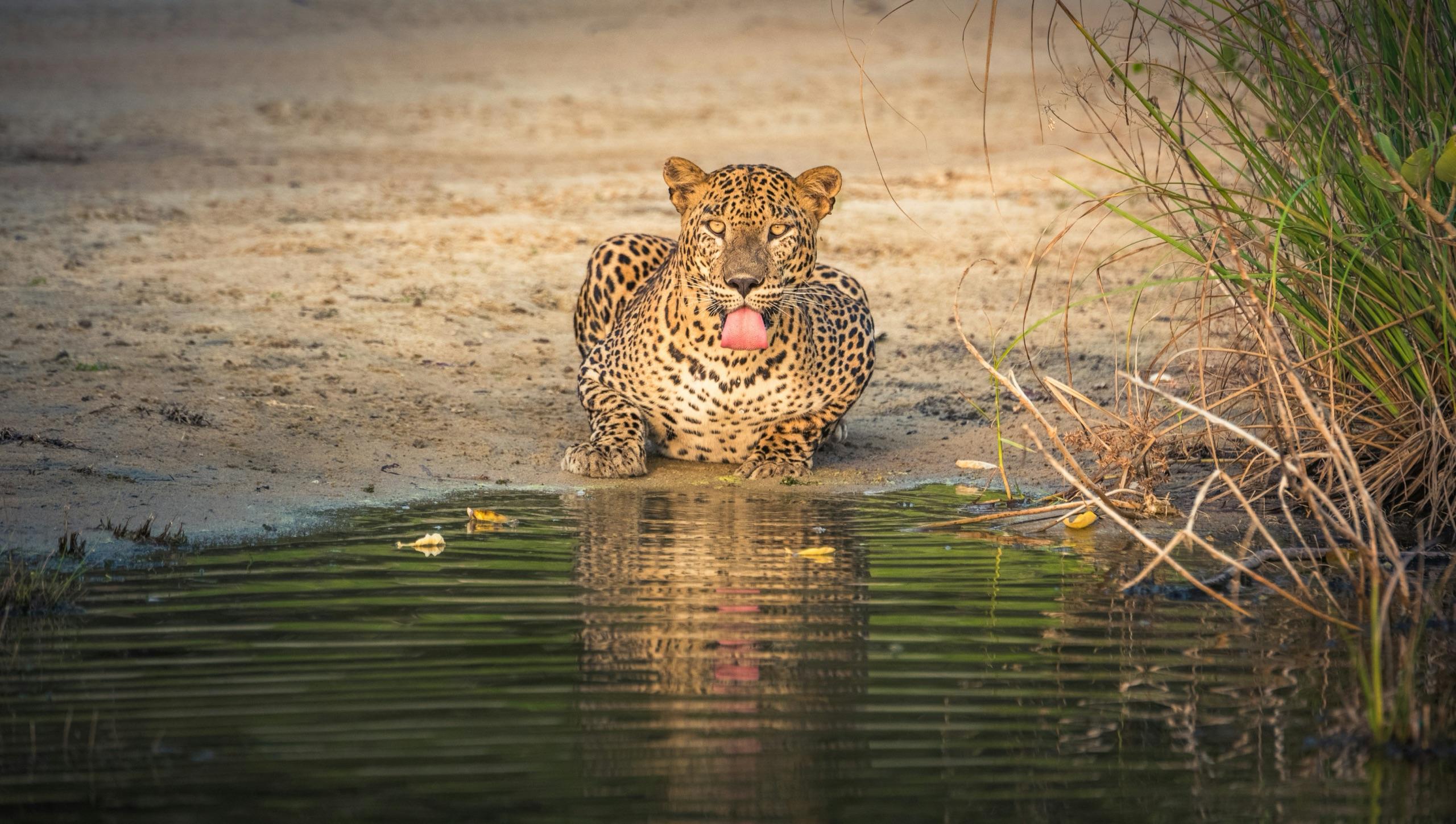 Yala leopard safari — dusk, jeep in tall grass